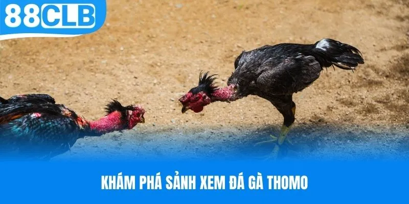 Khám phá sảnh xem đá gà Thomo