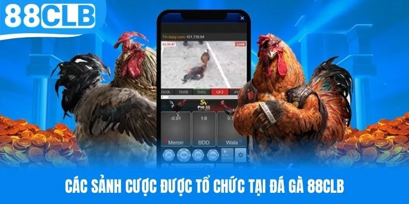 Sảnh cược được tổ chức tại chuyên mục đá gà 88CLB