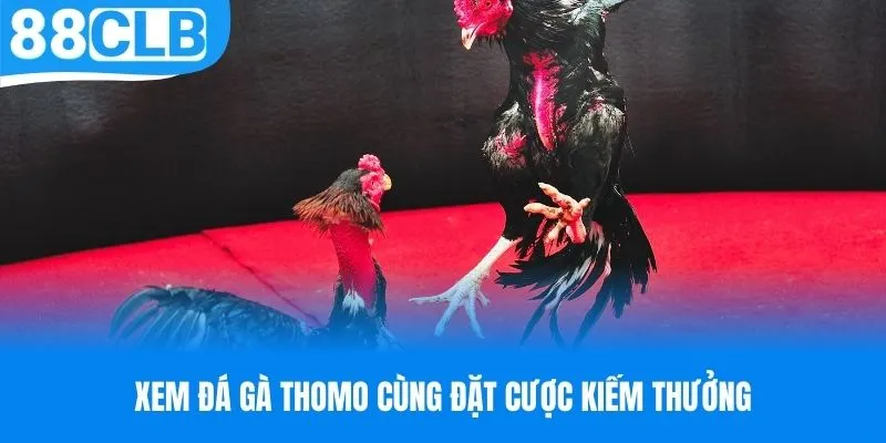 Xem đá gà Thomo cùng đặt cược kiếm thưởng