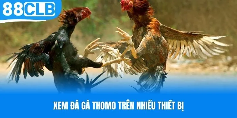 Xem đá gà Thomo trên nhiều thiết bị