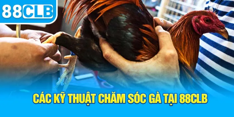 cac-ky-thuat-cham-soc-ga-tai-88clb_2_11zon