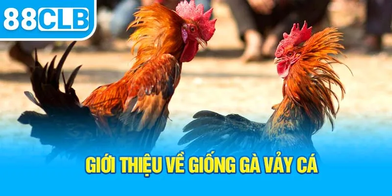 gioi-thieu-ve-giong-ga-vay-ca_4_11zon