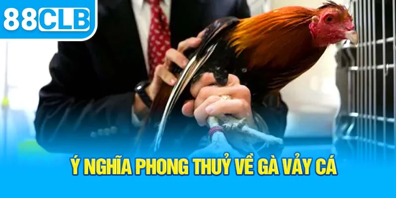 y-nghia-phong-thuy-ve-ga-vay-ca_1_11zon
